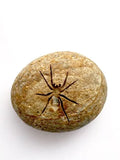 Rocknob Colorado Spider Gear Shift Knob
